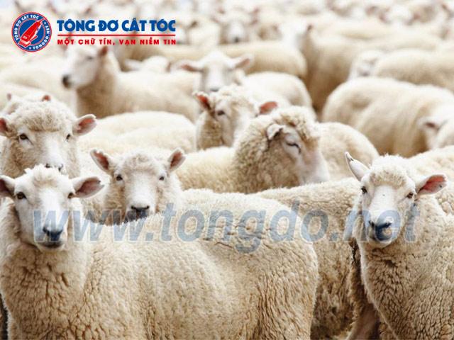 Tông đơ cắt tóc 7 may cao long cho cuu de ngua gia suc