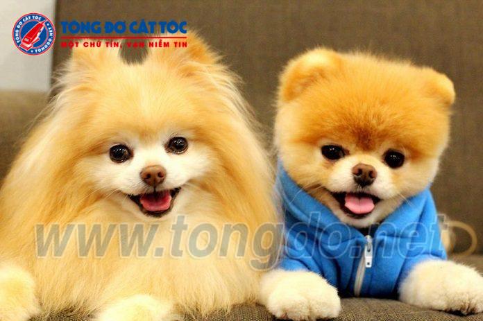 Tông đơ cắt tóc 6 tong do cat toc thu cung