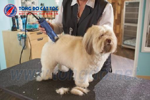 tong do cao long cho