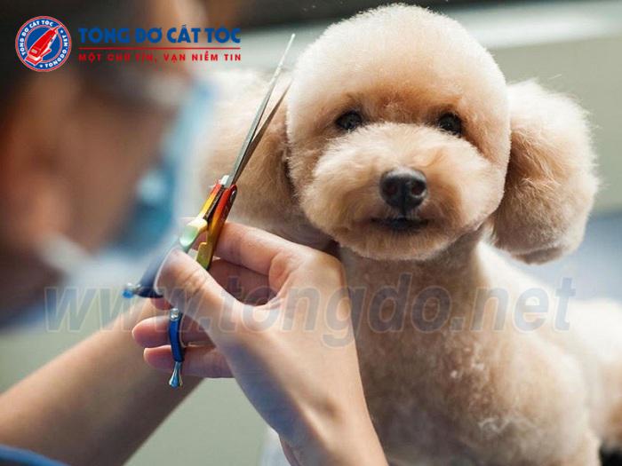 Cắt tỉa lông chó Poodle là một thử thách đối với các chủ nuôi chó. Nhưng với kinh nghiệm và kỹ năng, bạn có thể tự cắt tỉa lông cho chú chó Poodle của mình. Xem hình ảnh để học cách cắt tỉa và tạo kiểu tóc cho chú chó của bạn.