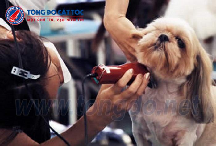 Tiêu chí chọn tông đơ chó mèo chất lượng 2 tong do cho meo
