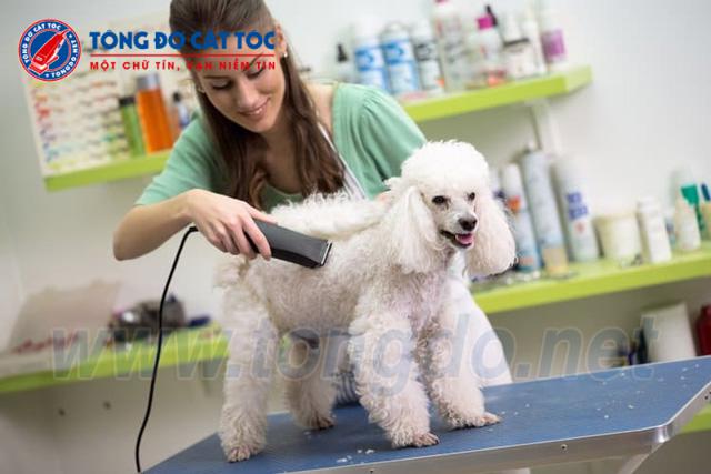 Gợi ý 10+ mẫu tông đơ cạo lông chó TpHCM giá tốt nhất Gợi ý 10+ mẫu tông đơ cạo lông chó TpHCM giá tốt nhất