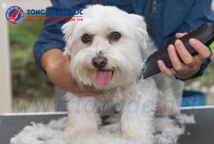 mẫu tông đơ cắt tóc cho chó mèo mẫu tông đơ cắt tóc cho chó mèo